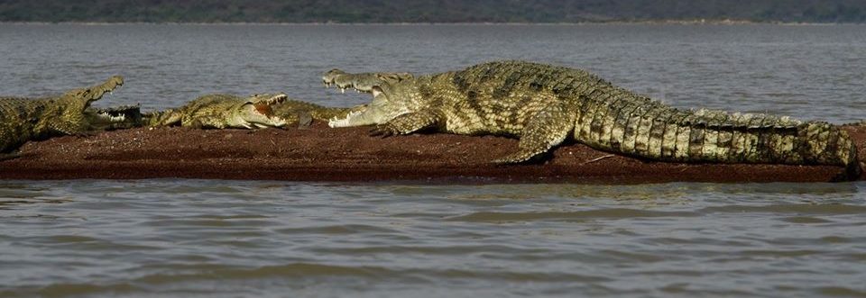 crocodile Lake chamo