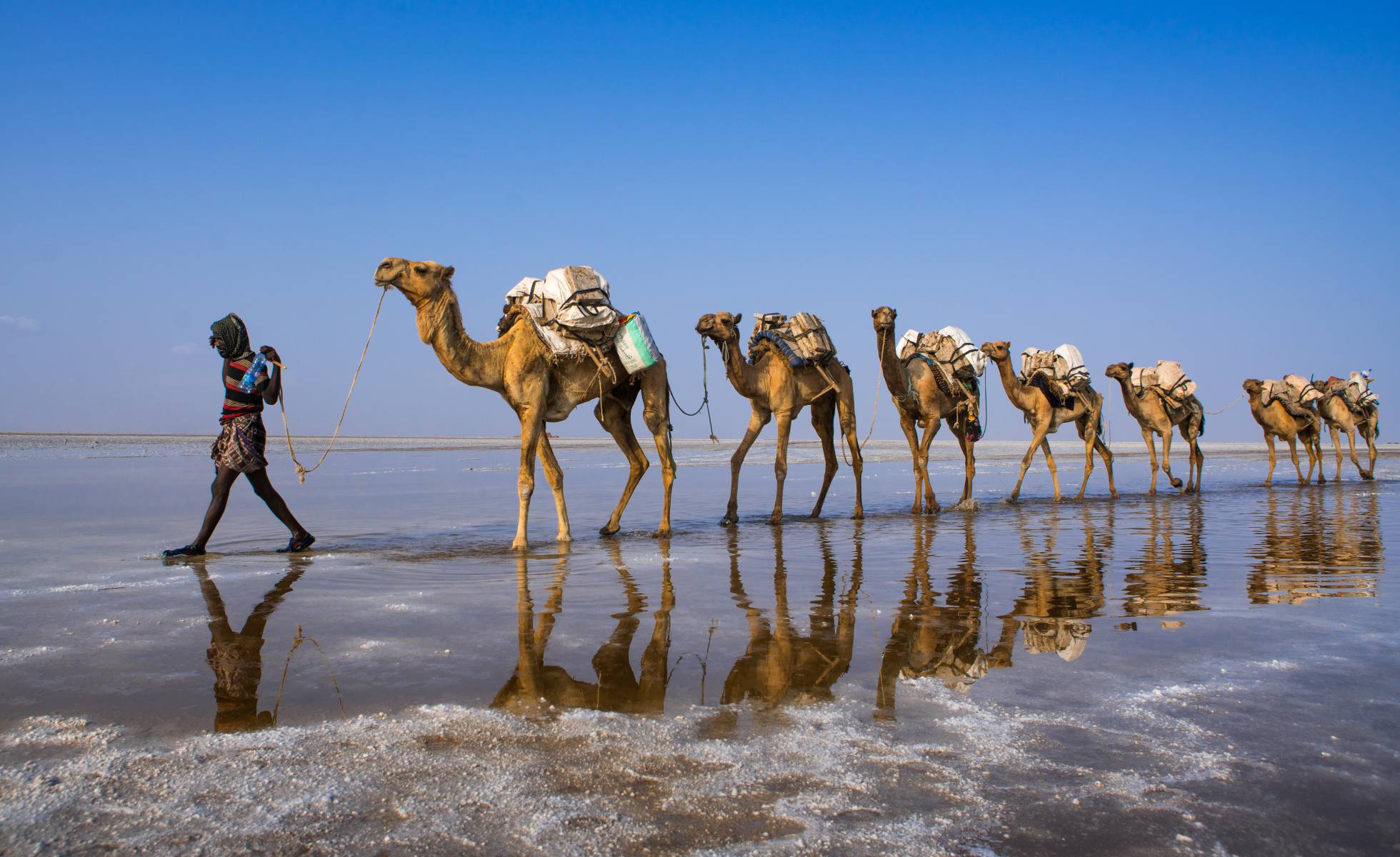 camel caravan at danakil depresion