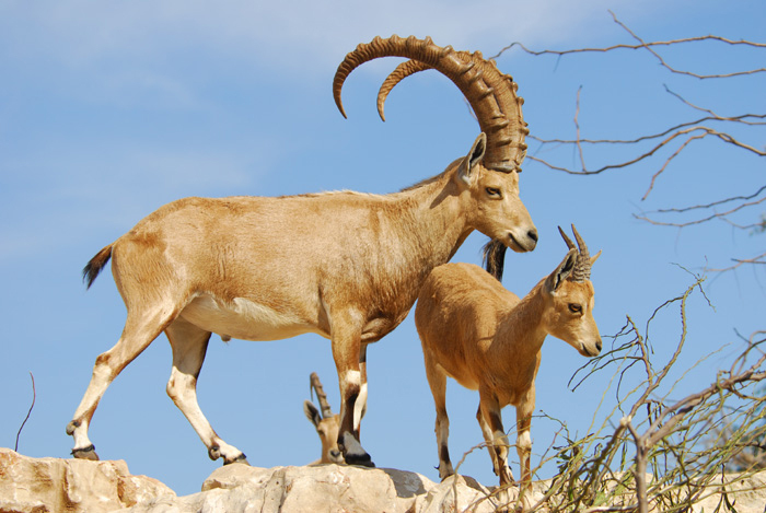 walia ibex at the simien mountains