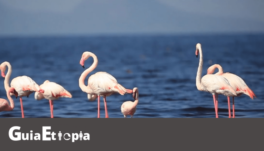 flamengos at lake abjata shala national park