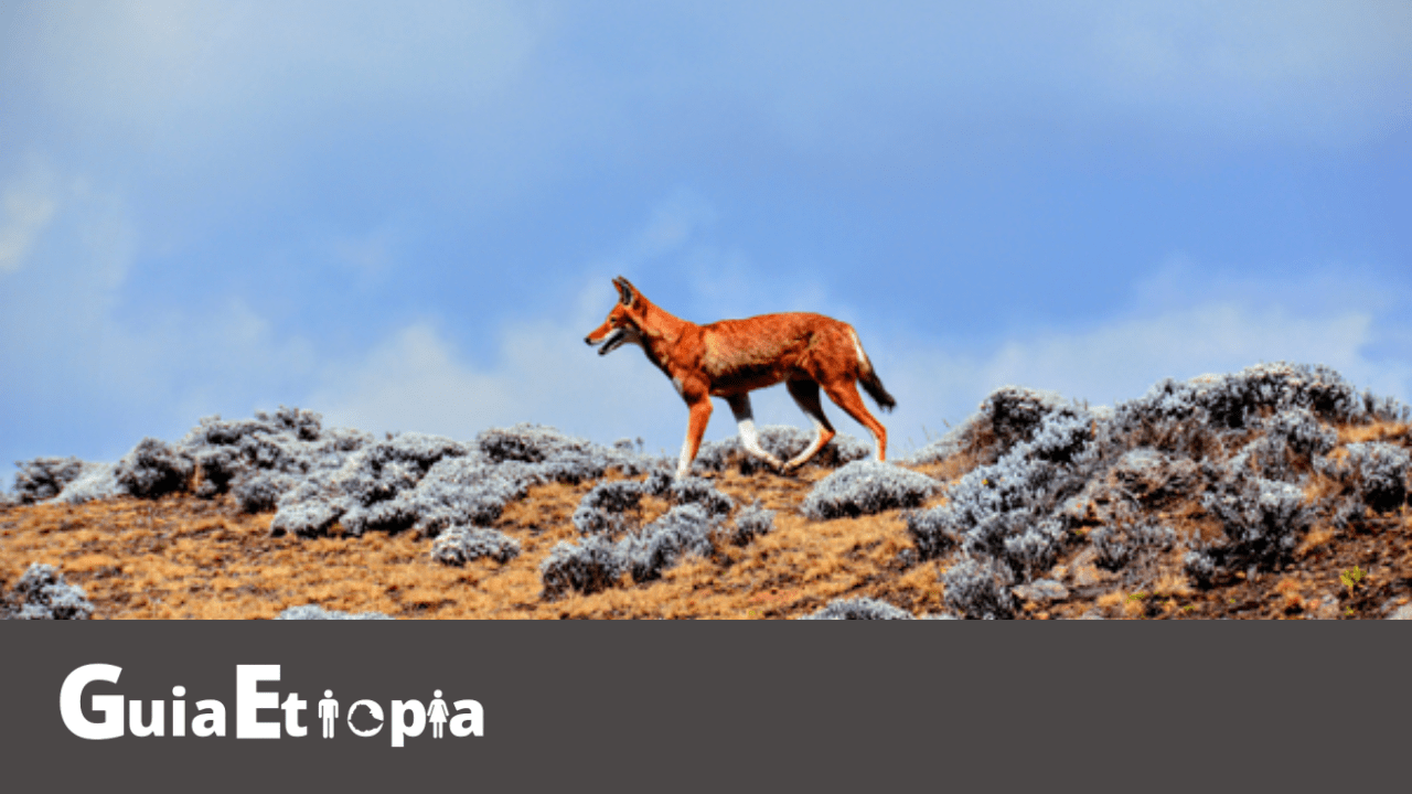 simien fox at bale mountains national park