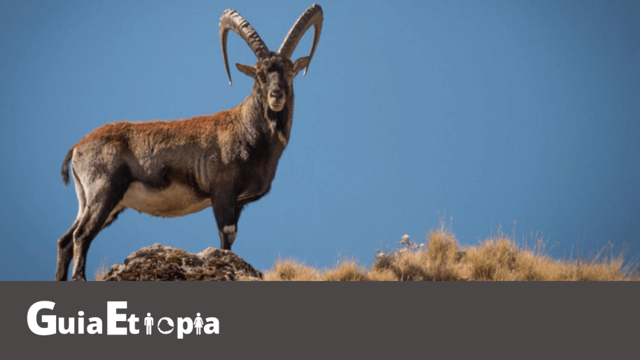 walia ibex simien mountains