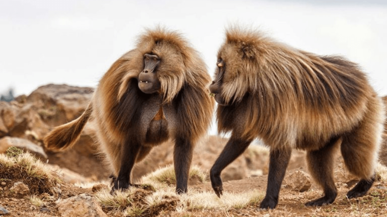 romantic adventure simien mountains