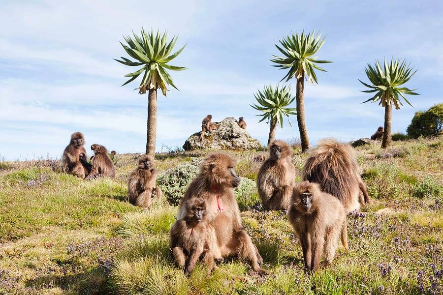 Dia 4 Gonde - Simien - Gonder