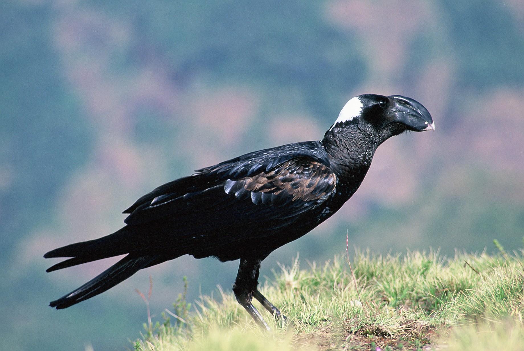 thick billed raven simien mountains