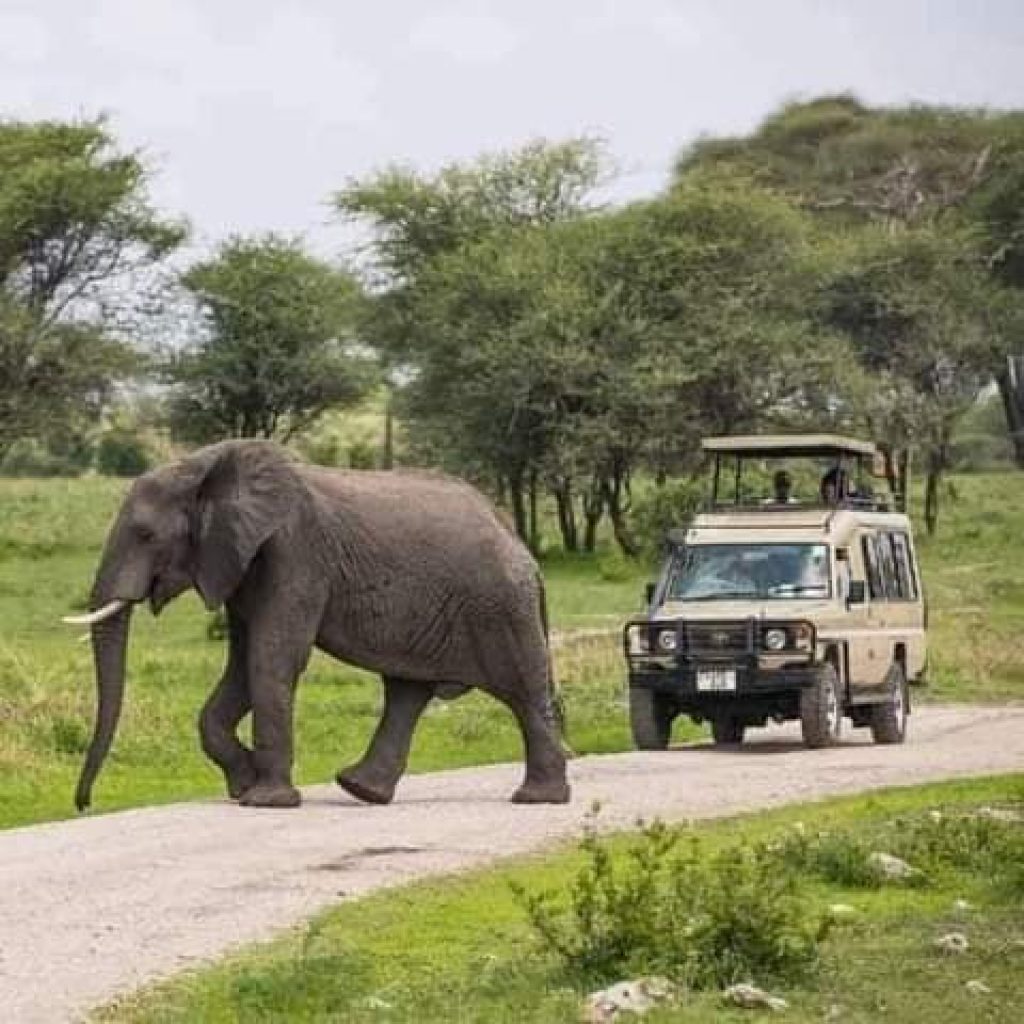 tanzania safari