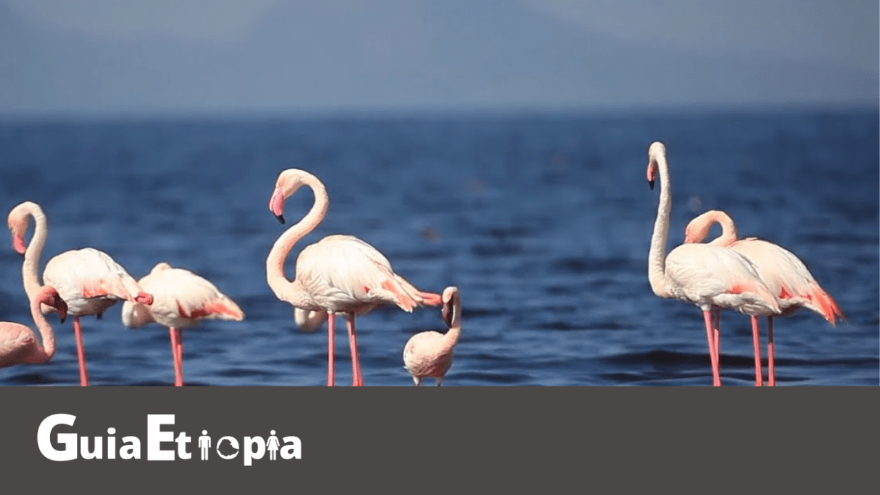 flamengos at lake abjata shala national park