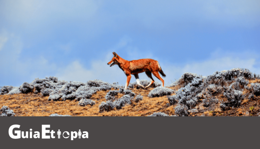 simien fox at bale mountains national park