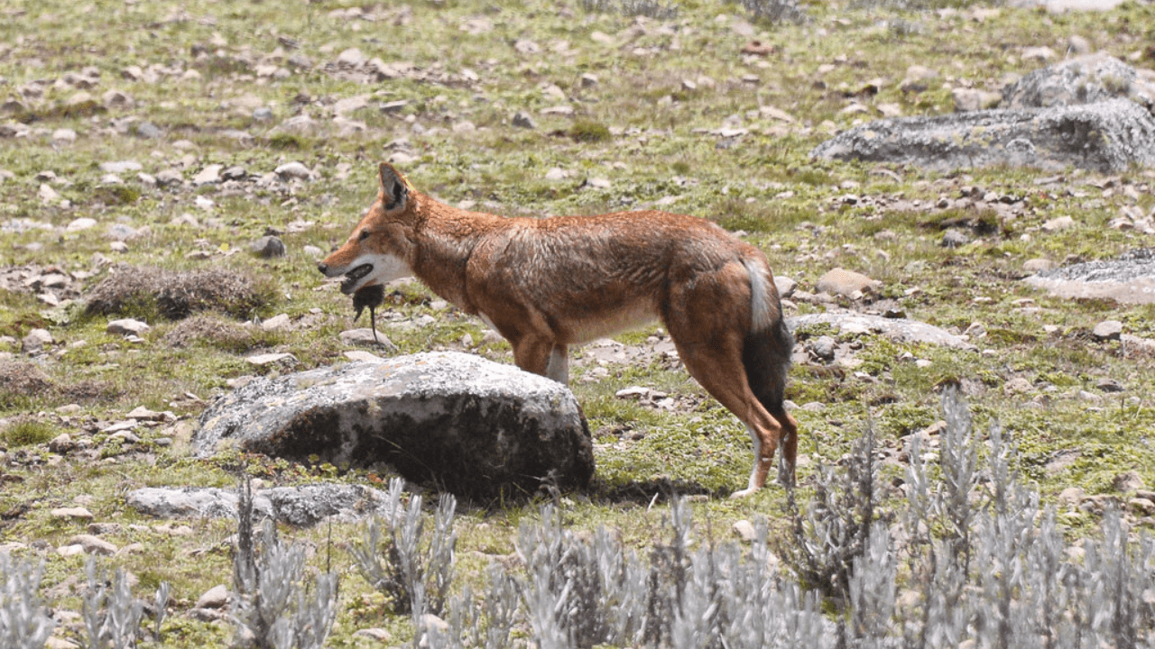 Ethiopia Responsible Wildlife Tourism and Observation