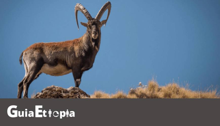 walia ibex simien mountains